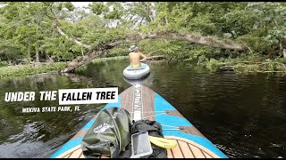 UNDER the Fallen Tree  Wekiva State park FL [upl. by Therese]