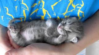 Our 3 weeks old kitten sleeping and purring at the same time [upl. by Shalom]