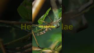 Unveiling the Top 5 Terrifying Secrets of Hexathelidae Spidersquot dog animals facts shorts [upl. by Rusert344]