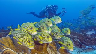 Wonderful Diving in Raja Ampat  Pef and WestMansuar  Raja4Divers Resort  Indonesia 2023  4K [upl. by Gnilrits]