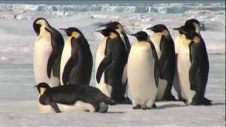 Emperor Penguins in Antarctica [upl. by Bullen]