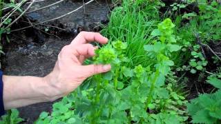 Roadside Harvest  Foraging with Susun Weed [upl. by Nahgrom]