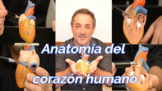 ANATOMIA DEL CORAZON [upl. by Anatollo]