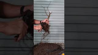 Liquidambar root chop bonsai shorts [upl. by Enowtna]