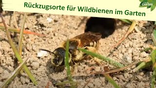 Warum wilde Ecken wichtiger als Insektenhotels sind  MDR Garten  MDR [upl. by Lavina119]