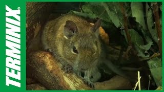 Rodents Facts and Rodent Control Tips with Terminix [upl. by Nerek]