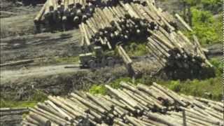 Impacts of Deforestation [upl. by Liag]