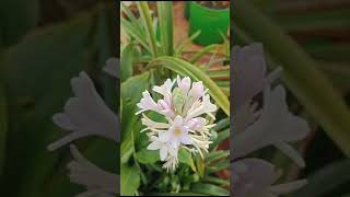 Tuberose lily pink  pink Rajnigandha single petal [upl. by Aretina]