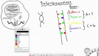 Überblick Proteinbiosynthese Transkription Translation [upl. by Ettenirt]