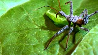 Wheel bug assassin bug vs green cloverworm caterpillar [upl. by Lladnew]