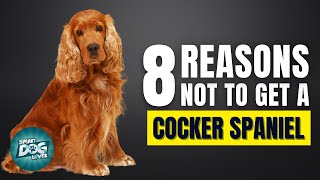 8 Reasons Why You Should Not Get a Cocker Spaniel [upl. by Matthieu]