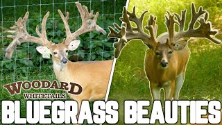 The Biggest Bucks in Kentucky  Woodard Whitetails of KY [upl. by Albur119]