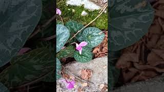 Fiore di montagna ciclamino alpino Cyclamen Alpinum flowers flower floral nature mountains [upl. by Carena658]