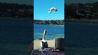 🇦🇺 Short Point Beach Merimbula NSW Australia 10212024 [upl. by Navert]