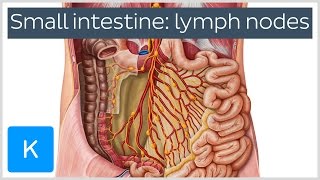 Lymph Nodes of the Small Intestine preview  Human Anatomy  Kenhub [upl. by Bard]