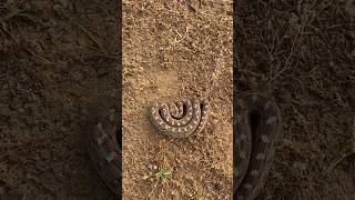 The deadly venomous Sawscaled viper from Asia spectacular defensive behavior [upl. by Ontina303]