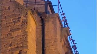 Le tournage des oiseaux 2 à la collégiale de Castelnaudary Partie 2 [upl. by Laban]