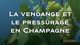 La vendange et le pressurage en Champagne [upl. by Omer]