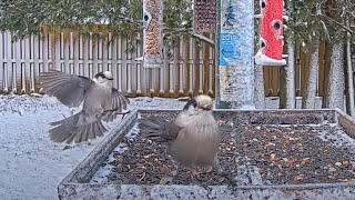 Canada Jays Join A Wintry Scene At The Ontario FeederWatch Cam – Nov 12 2024 [upl. by Placidia989]