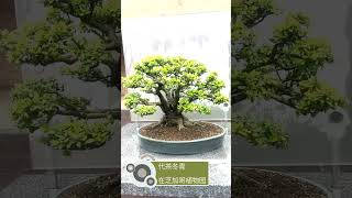 A Yaupon holly bonsai [upl. by Darda]