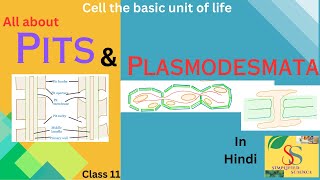 Pits and Plasmodesmata  In detail easily explainedclass 1112 [upl. by Nirehs]