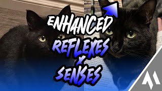 ᴇɴʜᴀɴᴄᴇᴅ ꜱᴇʀɪᴇꜱ ‣ Enhanced Reflexes amp Heightened Senses 🐈 Subliminal 𝐜𝐚𝐥𝐦 𝐯𝐞𝐫𝐬 [upl. by Ikcaj832]