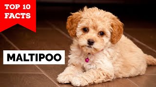 Maltipoo  Top 10 Facts [upl. by Aniwde]