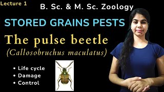 The pulse beetle Callosobruchus maculatus  STORED GRAINS PESTS  B Sc amp M Sc  Zoology [upl. by Borlow]