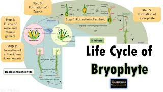 Life Cycle of Bryophyte Moss Life cycle as an example [upl. by Nylla]