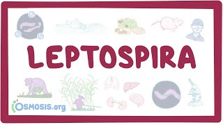 Leptospira  an Osmosis Preview [upl. by Asha]