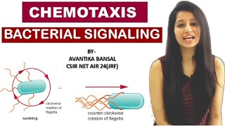 Chemotaxis Bacterial SignalingCell SignalingMicrobiology [upl. by Aidua]