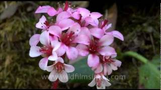 Bergenia or Saxifrage [upl. by Attenohs]