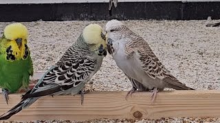 Budgie Birds having their First Kiss [upl. by Zerk]