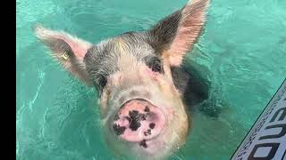 Chapter 39 Piggies Staniel Cay [upl. by Richy]