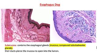 Practical Esophagus Histology [upl. by Arehs]