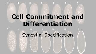 Cell Commitment and Differentiation in Development Syncytial Specification [upl. by Ayala]