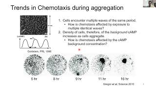 Aravind Rao Karanam Eukaryotic Chemotaxis under Periodic Stimulus [upl. by Attelrak]