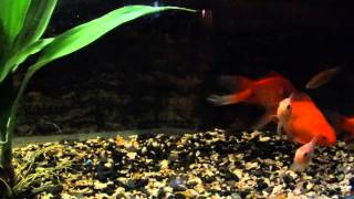 COLD WATER FISH FANTAILS MINNOWS amp KOI [upl. by Corell]