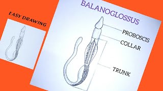 How to draw Balanoglossus easily [upl. by Leverett49]