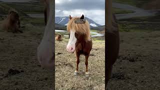 Happy May 1st 🥳 The International Day of the Icelandic Horse 🐴🇮🇸  and Labor Day of course 😉 [upl. by Barnet]