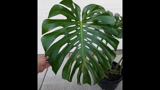 Potting Large Monstera Deliciosa to a New Home [upl. by Ferrick401]