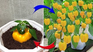 This farmers TECHNOLOGY for breeding plants from FRUIT is AMAZING  Relax Garden [upl. by Vallonia]