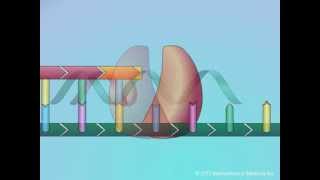 Mechanisms of Action of Nucleoside Reverse Transcriptase Inhibitors NRTIs [upl. by Raclima]