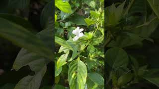 Barleria cristata var var albida [upl. by Ataynik]