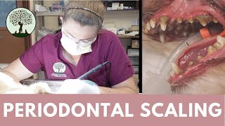 Periodontal Scaling in Cats amp Dogs [upl. by Petunia]