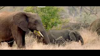 Why elephants are going extinct in Africa [upl. by Philender669]