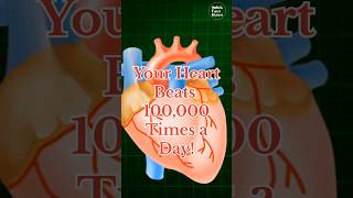 Your Heart Beats 100000 Times a Day subscribe facts shorts [upl. by Aniv861]