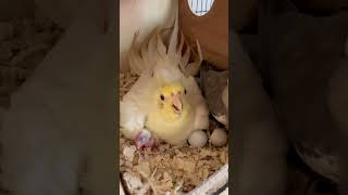 Baby cockatiel bird 🐦 cockatiel parrot birds cockatielsinging cockatielsound pets ytshorts [upl. by Ahseid766]