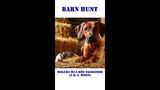 Barn Hunt with a Rhodesian Ridgeback [upl. by Attelrahs]