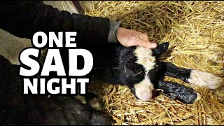 Second verse WORSE than the first our second cycle of lambing is a STRUGGLE  Vlog 750 [upl. by Norabel]